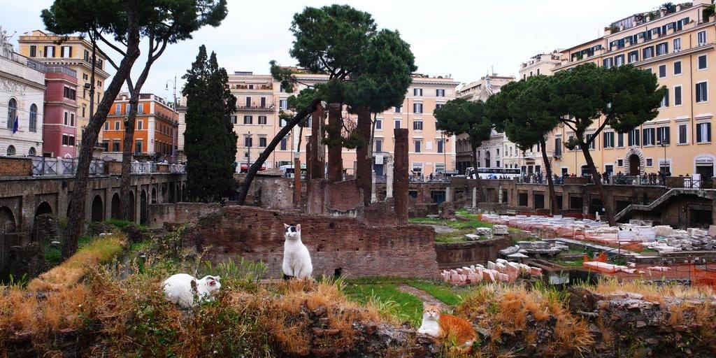 cats in rome