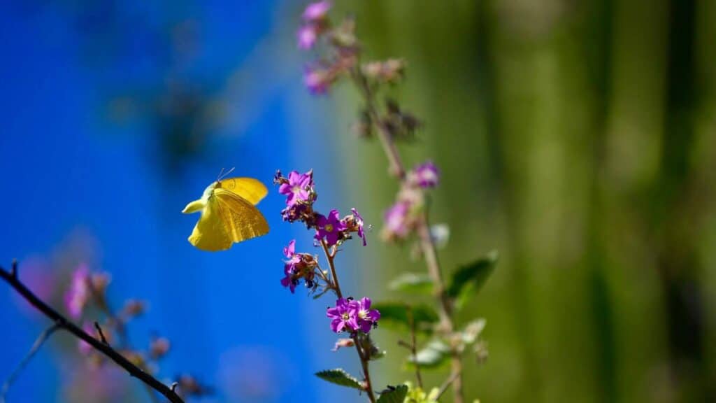 butterfly Baja California