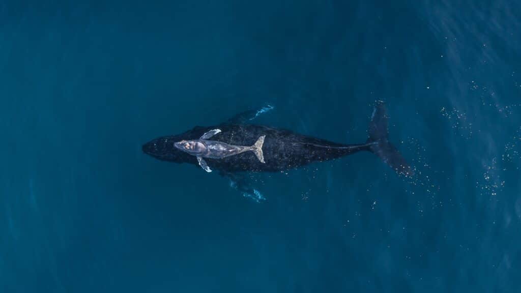 whale baja california