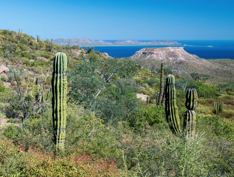 Cactus Baja