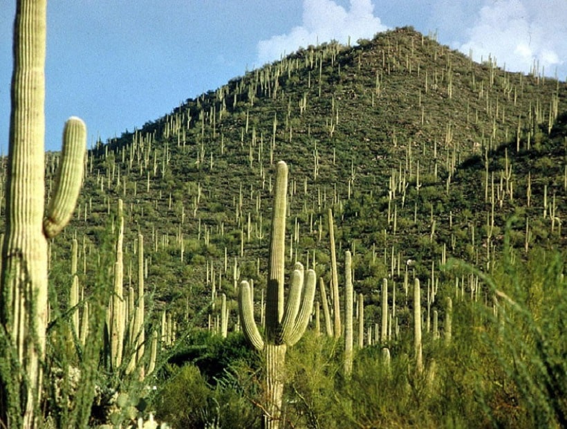 Carnegiea gigantea