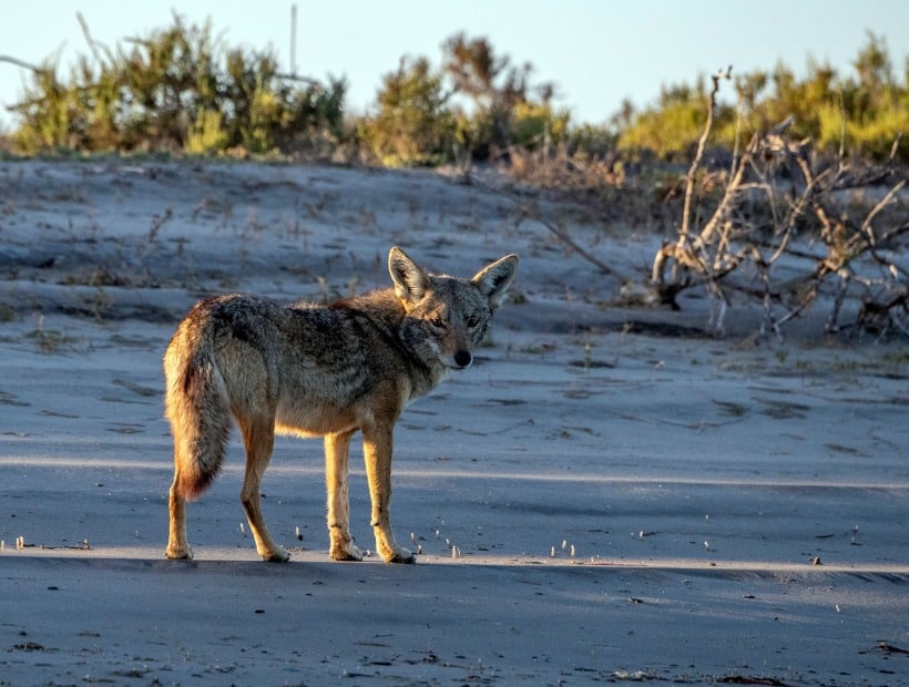 Coyote Baja California
