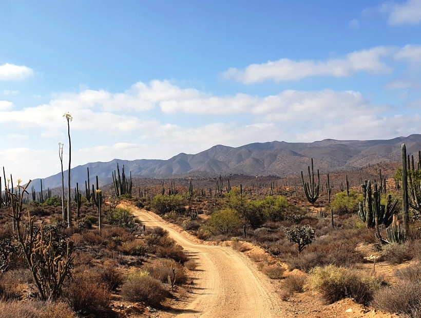 Deserto Vizcaino