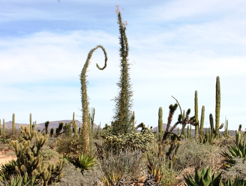 Deserto_vizcaino