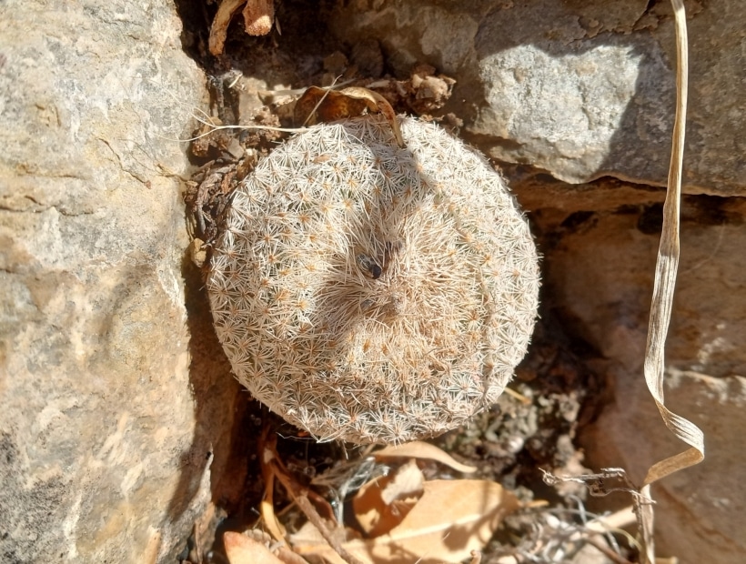 Epithelantha micromeris (Bisnaga enana)