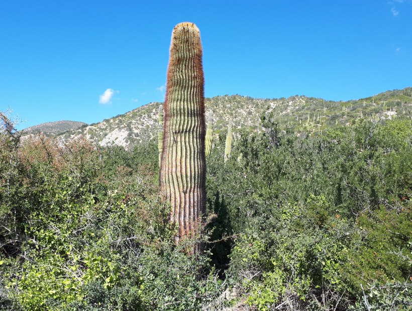 Ferocactus Baja California