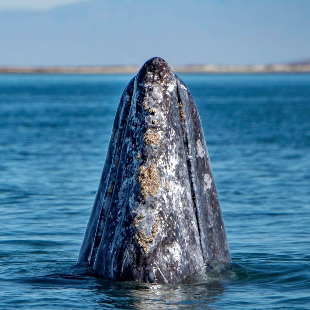 meet the whales in Baja California