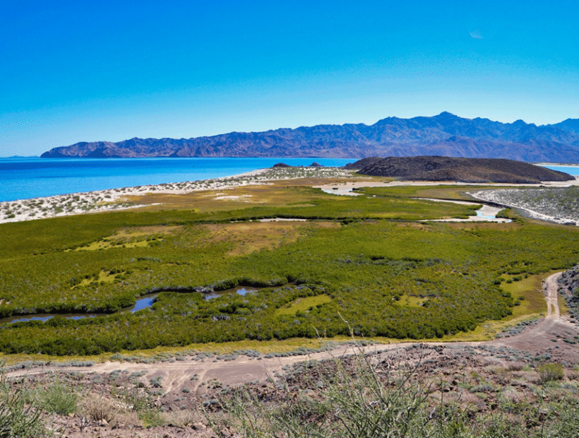 Mangrovie Baja California