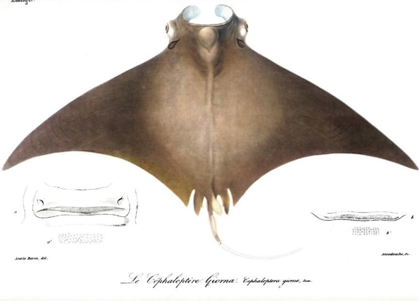Mobula Manta Baja California