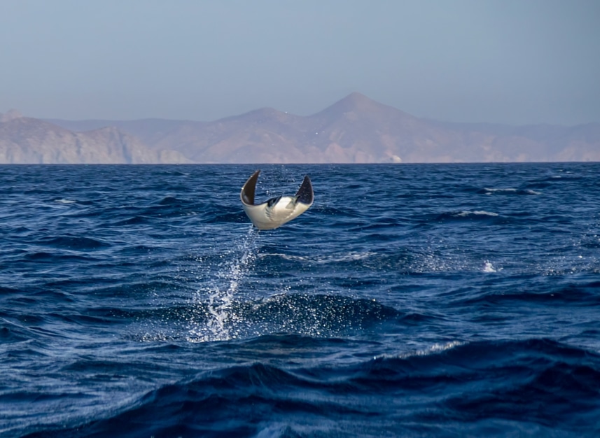 Mobula manta salto Baja California