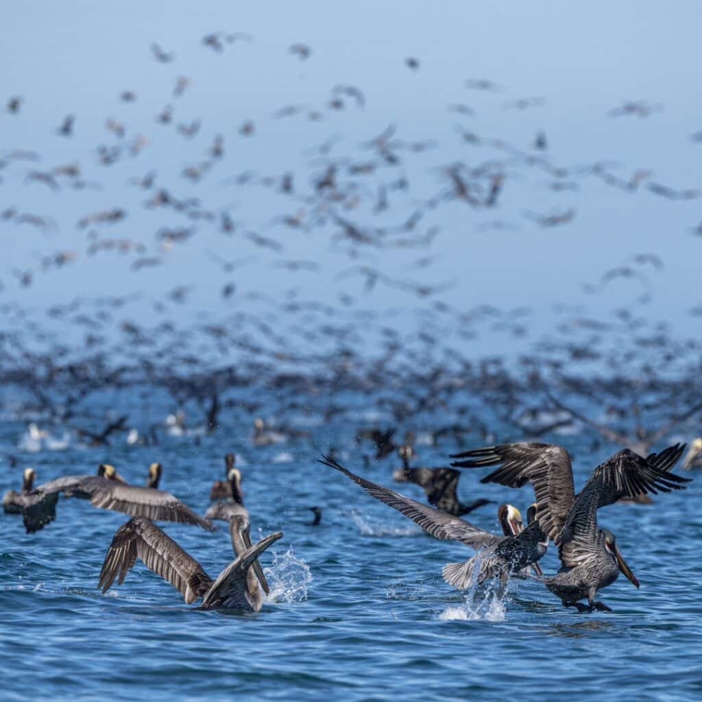 marine park baja california