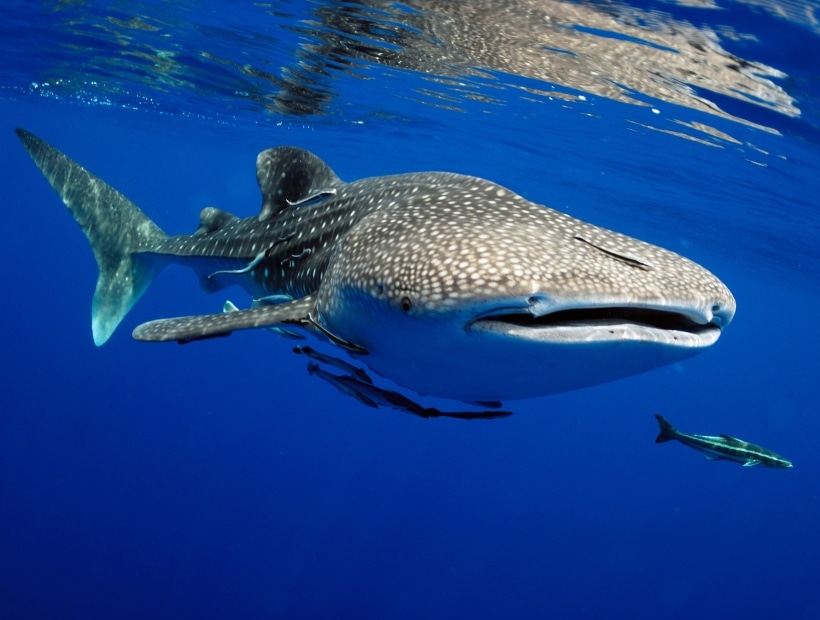 Whale Shark Summer Baja California