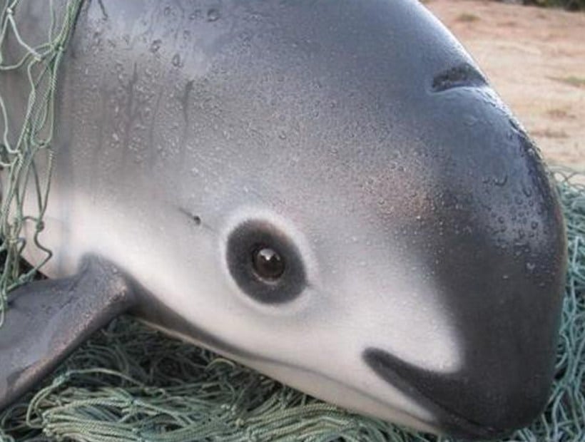 Vaquita Phocena