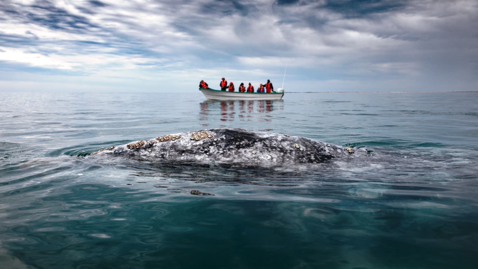 11 day Self guided Baja California winter