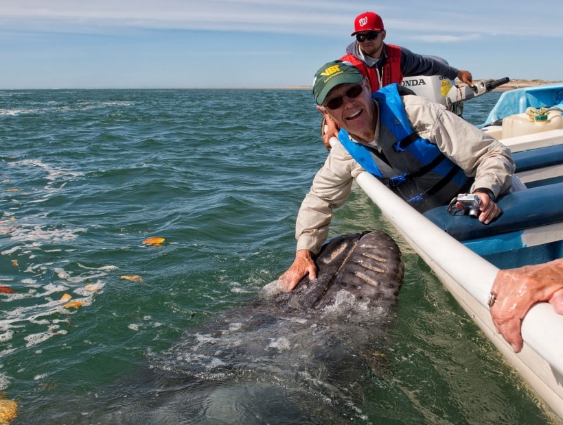 incontro con le balene grigie in Baja California