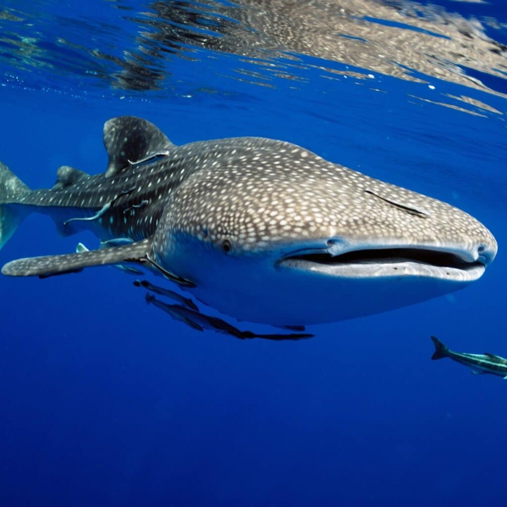 whale shark baja california