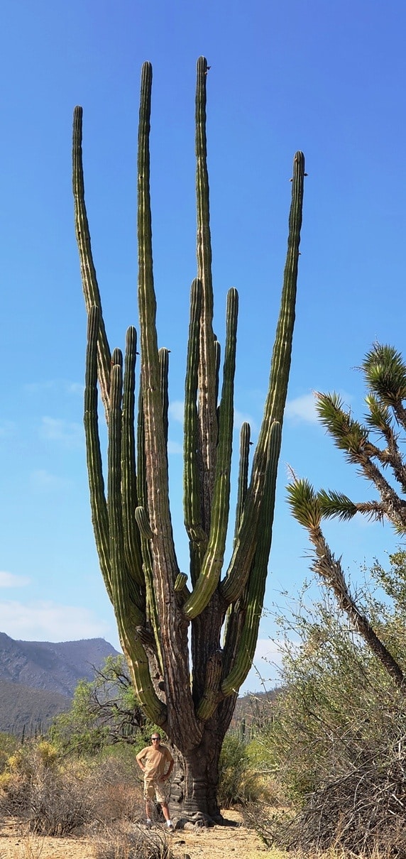 Cactus Gigante2