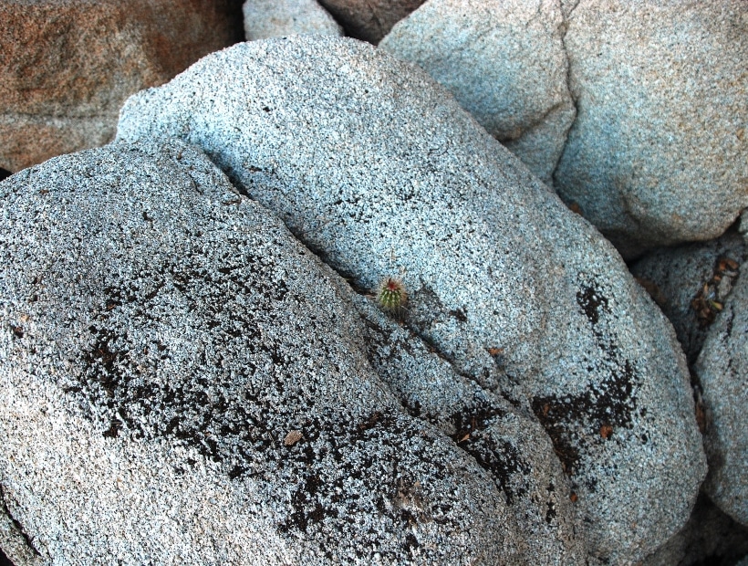 Cactus relsiliente