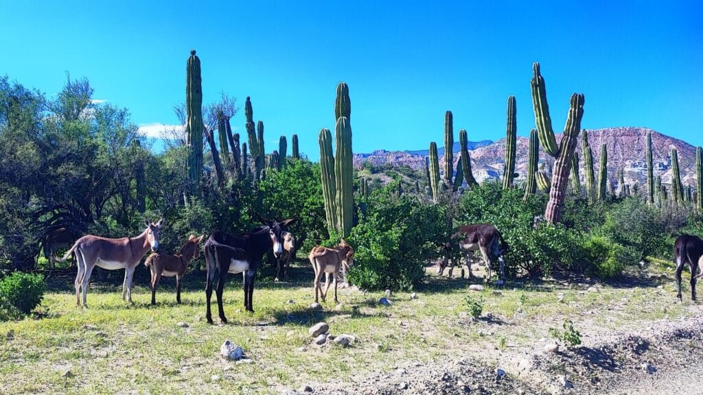 Donkey Baja California